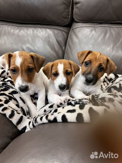 Джек Рассел терьер