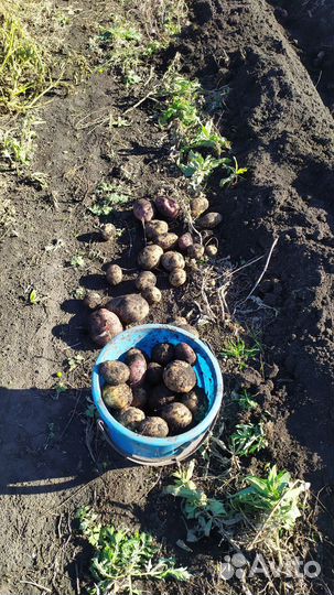 Картофель домашний с доставкой