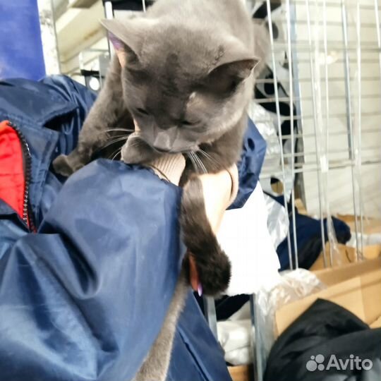 Кошка в беде