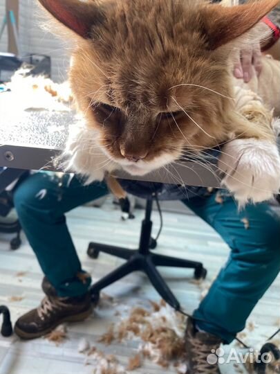 Груминг собак и кошек