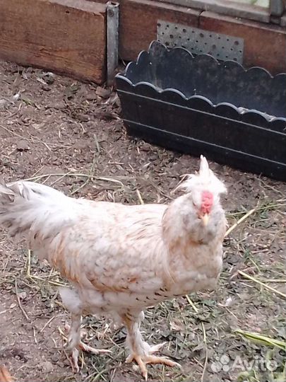 Петух сибирская мохноножка