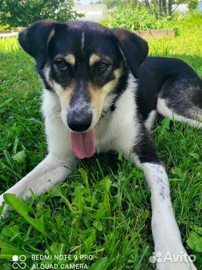 Собака в добрые руки