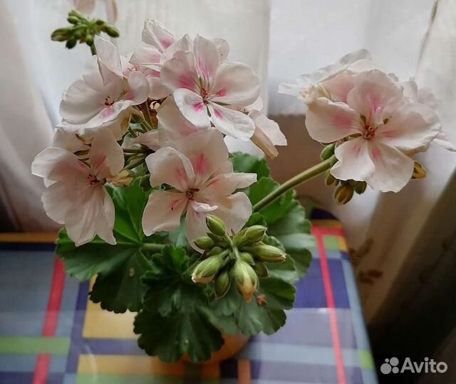 Яблоневый цвет пеларгония.Камен роза см.профиль