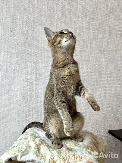 Котенок девочка ищет дом