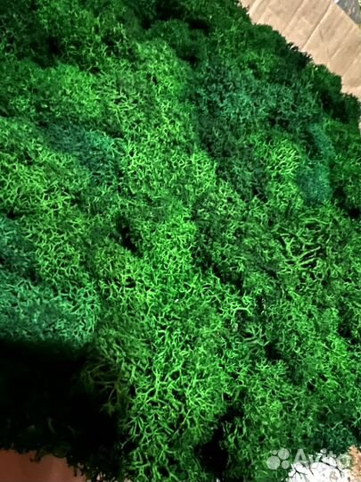 Панно круг d 20 см мох ягеля