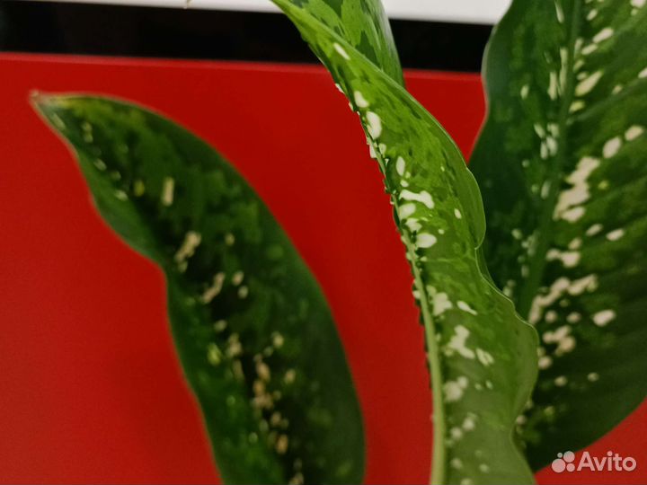 Диффенбахия, Шкура дракона