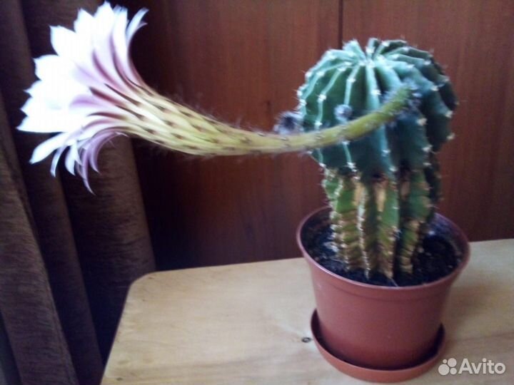 Кактус цветущий в горшке