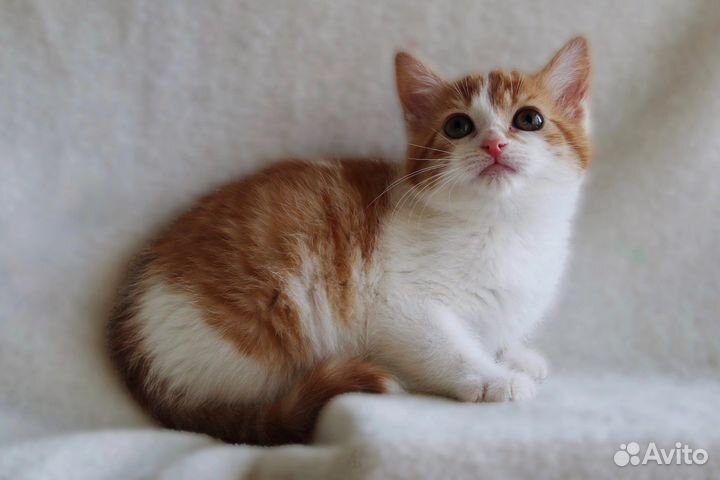 Котенок в добрые руки, 2 мес