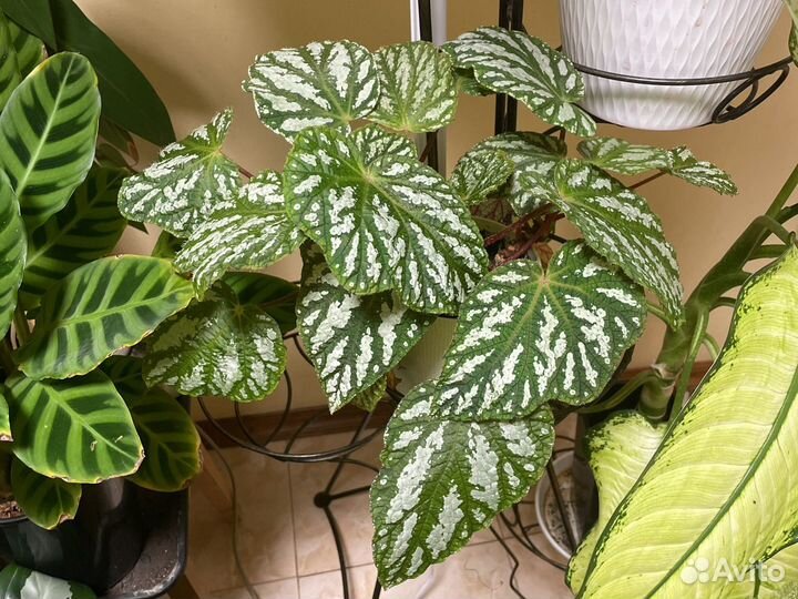 Кейн бегонии, тростниковые бегонии