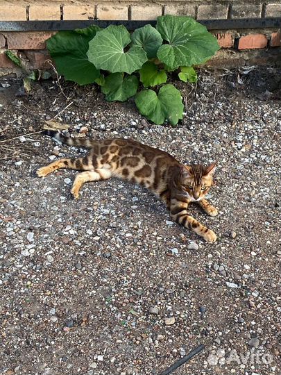 Бенгальский котик