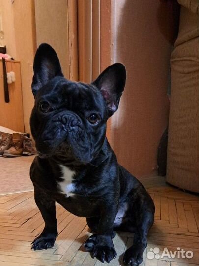 Французский бульдог кобель вязка
