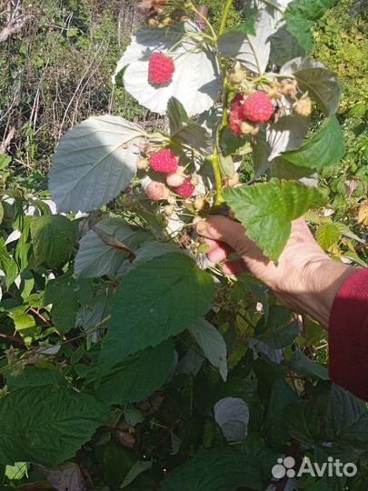 Ремонтантная малина рассада