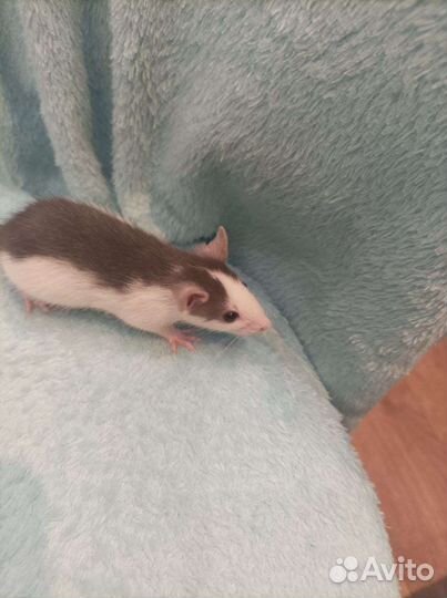 Крыса дамбо