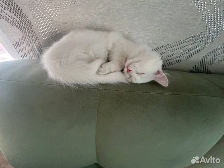 Котик в добрые руки