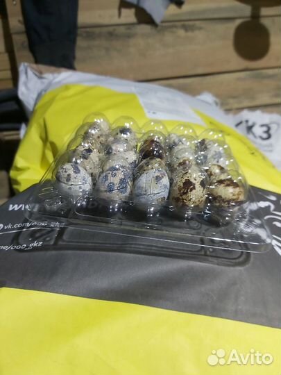 Перепела продажа