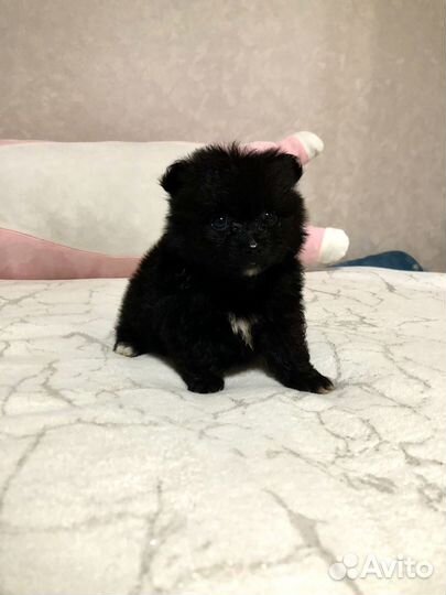 Щенки шпица