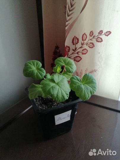 Молодая герань