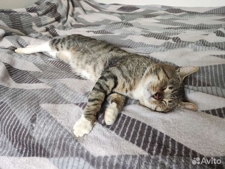 Славный котик в дар