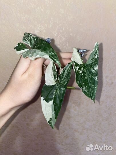 Сингониум imperial white