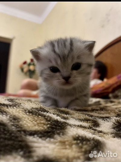 Шотландские котята