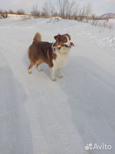 Отдам бесплатно