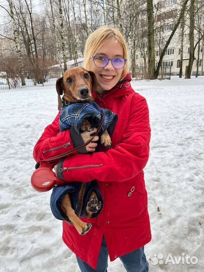 Передержка некрупных собак