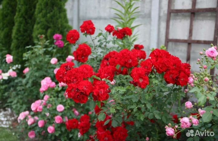 Розы в ассортименте