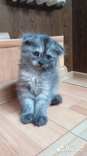 Шотландские вислоухие котята