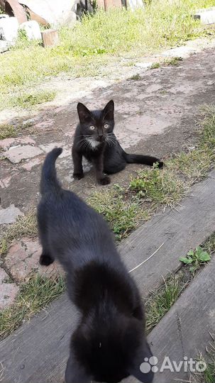 Котята в добрые руки 3 мес