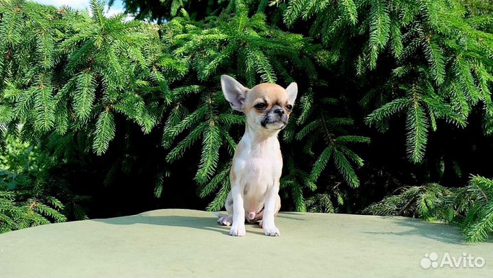 Мальчишка мини 4 мес