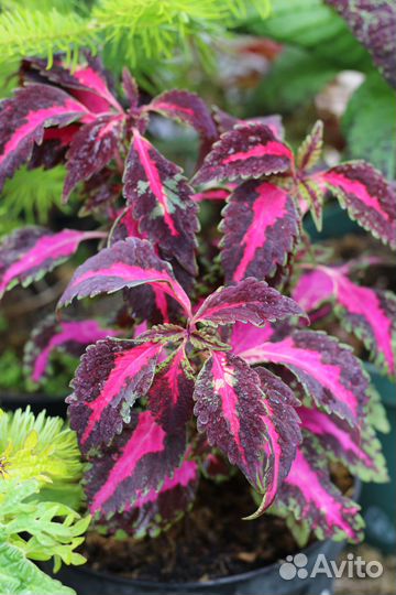 Колеусы сортовые