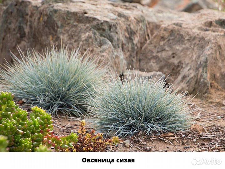 Декоративные злаки для сада, саженцы