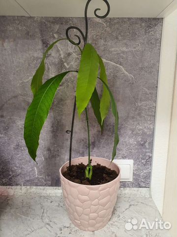 Манго растение