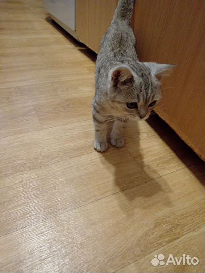 Котенок