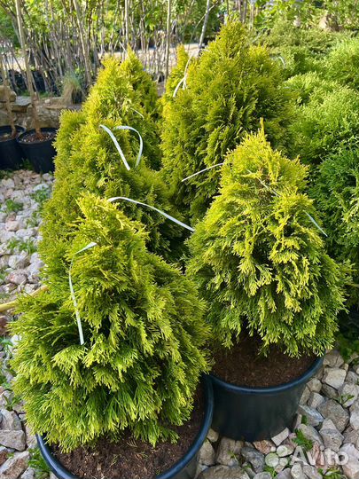 Туя Голден Смарагд