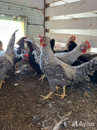 Легбар кремовый, Ушанка