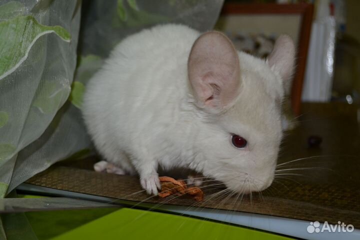 Шиншилла бело-розовый мальчик мозаика