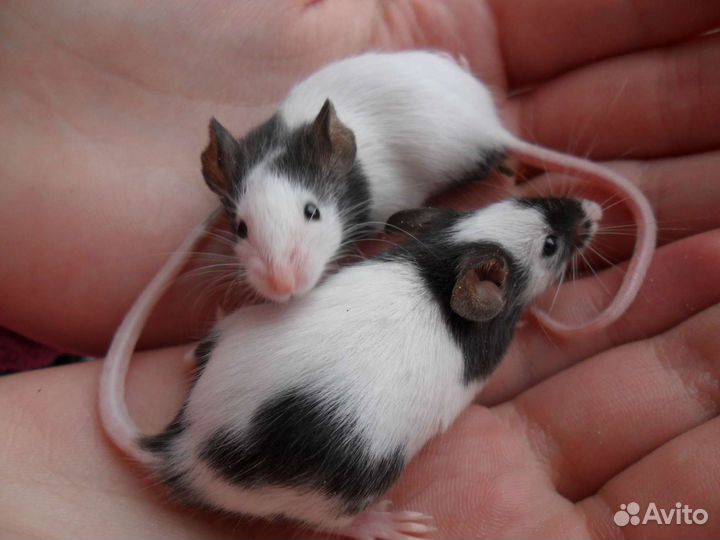 Декоративные мыши