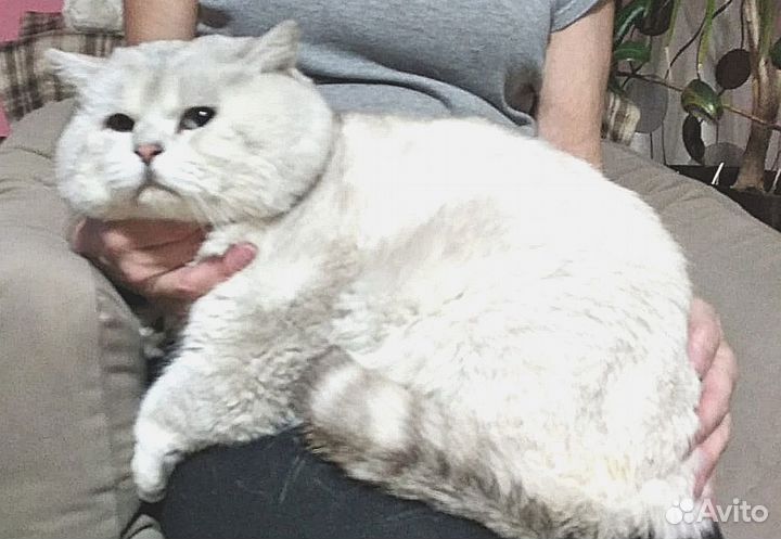 Британский кот вязка