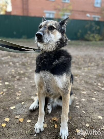 Робкая собака трусишка