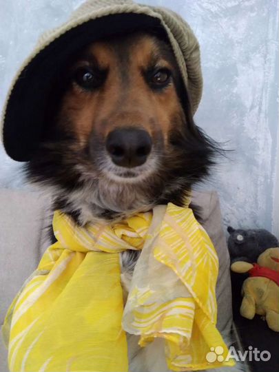 Собака для фотосессии