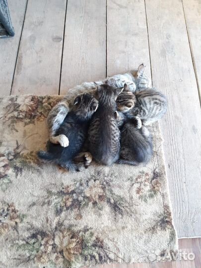 Котята в добрые руки