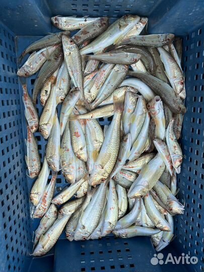 Любительская морская рыбалка в черном море