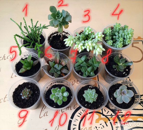 Цветы суккуленты