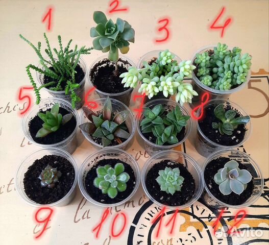 Цветы суккуленты