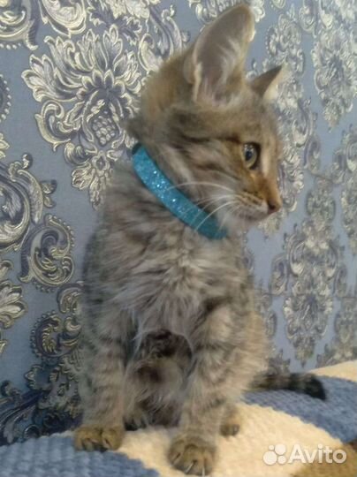 Котенок мальчик