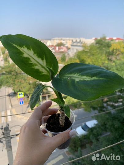 Диффенбахия камилла