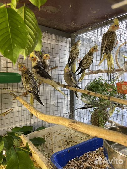 Попугай корелла птенцы ручные