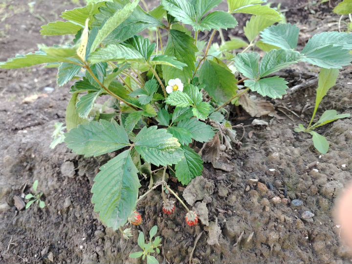 Дом 60 м² на участке 70 сот.