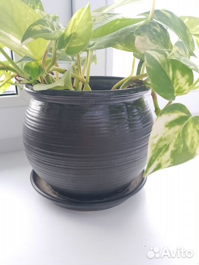 Сциндапсус